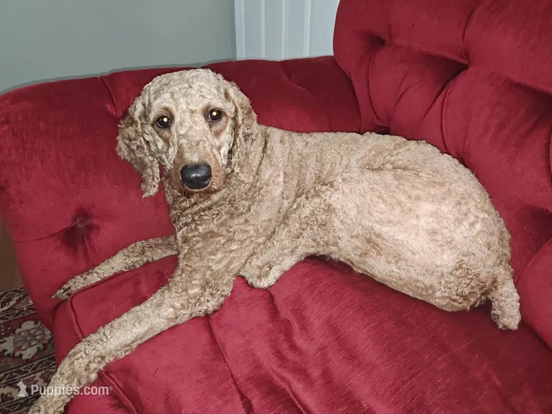 Robin – Miniature Goldendoodle puppy for sale in Matthews, NC