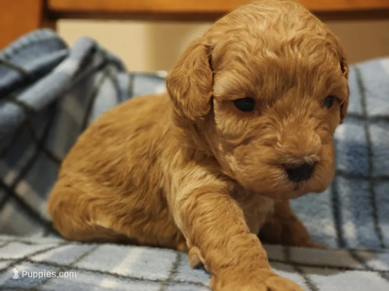 Lucy – Shihpoo, Poodle - Toy  puppy for sale in Matthews, NC