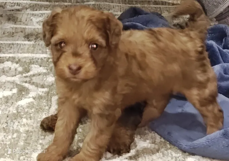 Rosie – Shihpoo, Poodle - Toy  puppy for sale in Matthews, NC