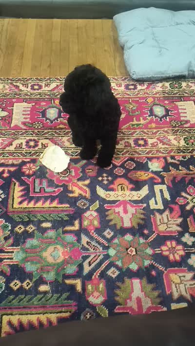 Bella, a female Poodle - Toy  for sale in Matthews, NC – 3 of 3