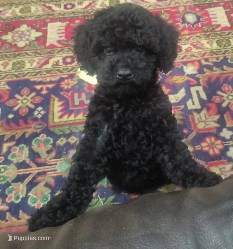 Bella – Poodle - Toy  puppy for sale in Matthews, NC