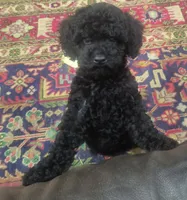 Bella, a female Poodle - Toy  for sale in Matthews, NC – 1 of 3