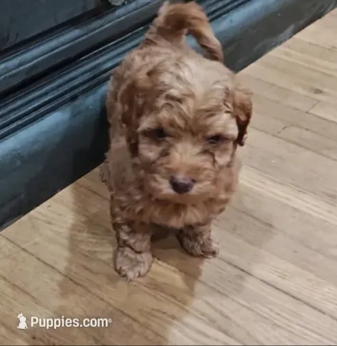 Rosie – Shihpoo, Poodle - Toy  puppy for sale in Matthews, NC