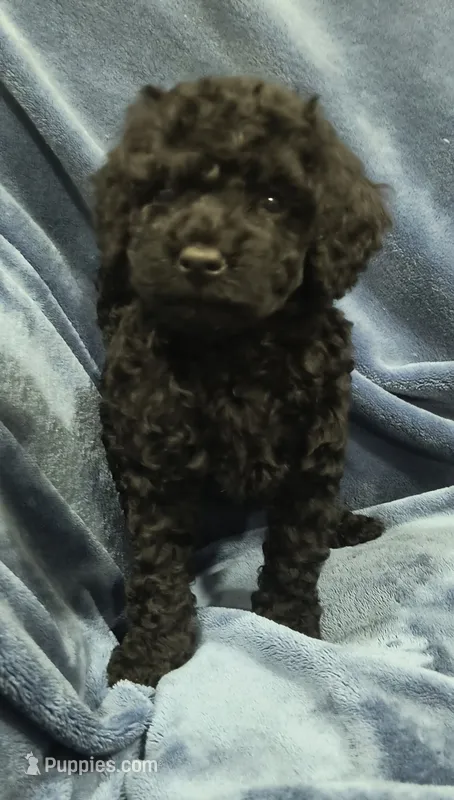Bella – Poodle - Toy  puppy for sale in Matthews, NC