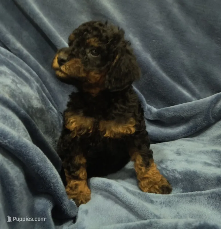 Teddy bear 🧸 – Poodle - Toy  puppy for sale in Matthews, NC