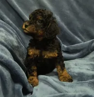 Teddy bear 🧸, a male Poodle - Toy  for sale in Matthews, NC – 1 of 2