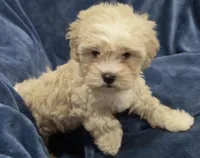 Timothy , a male Shih Tzu and Poodle - Toy  for sale in Matthews, NC – 3 of 5