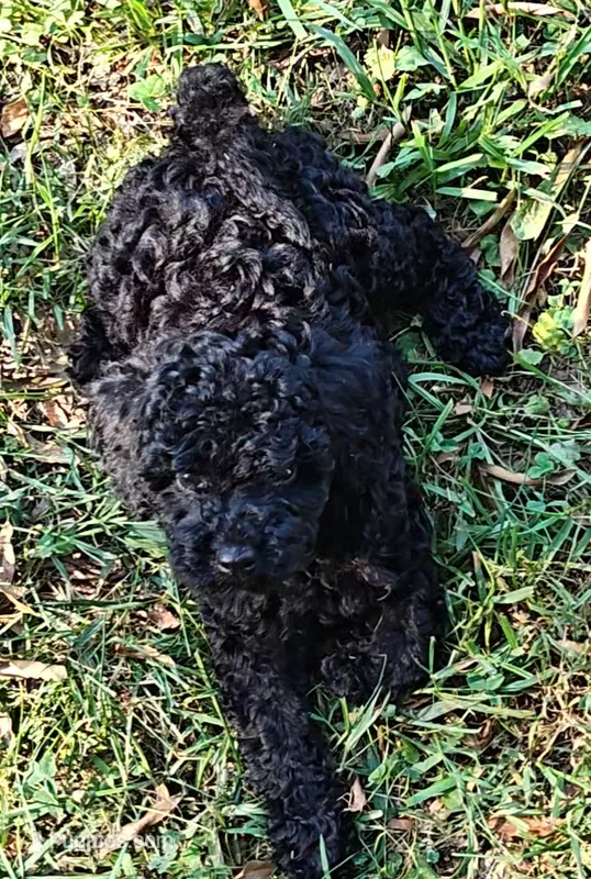 Bella – Poodle - Toy , Miniature Goldendoodle puppy for sale in Matthews, NC