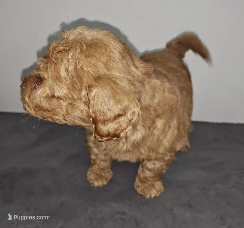 Rosie – Shihpoo, Poodle - Toy  puppy for sale in Matthews, NC