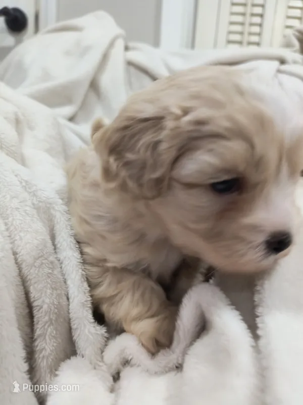 Timothy  – Shih Tzu, Poodle - Toy  puppy for sale in Matthews, NC