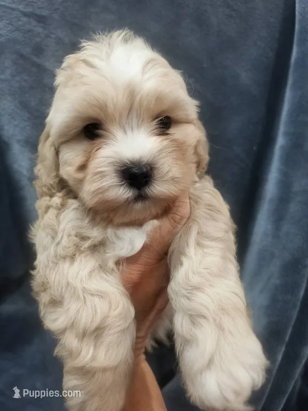 Timothy  – Shih Tzu, Poodle - Toy  puppy for sale in Matthews, NC