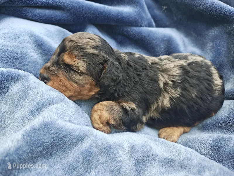 Margo – Shihpoo puppy for sale in Matthews, NC