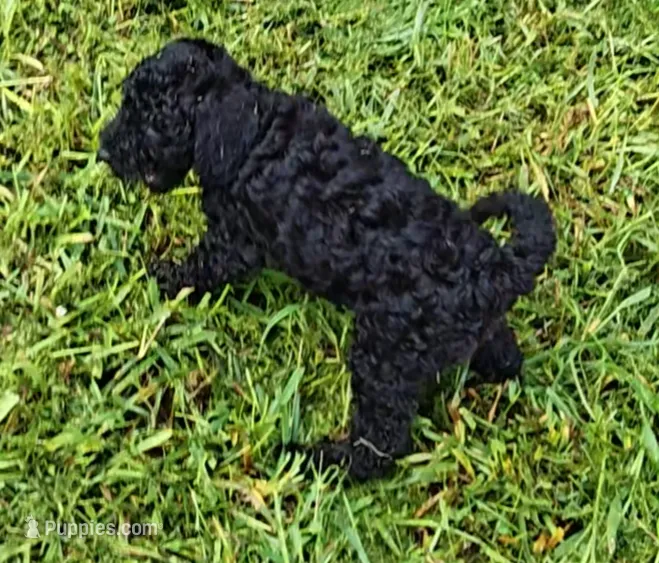 Bella – Poodle - Toy  puppy for sale in Matthews, NC
