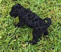 Bella, a female Poodle - Toy  and Miniature Goldendoodle for sale in Matthews, NC – 1 of 2