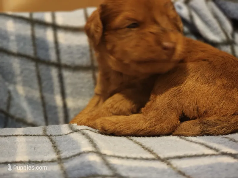 River – Shihpoo puppy for sale in Matthews, NC