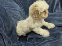 Jesse, a female Shih Tzu and Poodle - Toy  for sale in Matthews, NC – 3 of 3