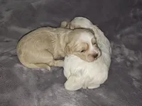 Timothy , a male Shih Tzu and Poodle - Toy  for sale in Matthews, NC – 5 of 10