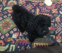 Bella, a female Poodle - Toy  for sale in Matthews, NC – 2 of 3