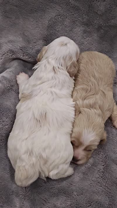 Jesse , a female Shih Tzu and Poodle - Toy  for sale in Matthews, NC – 8 of 9