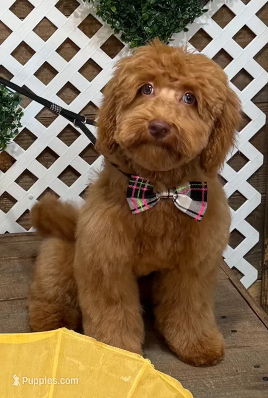River – Shihpoo puppy for sale in Matthews, NC