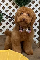 River, a male Shihpoo for sale in Matthews, NC – 1 of 3