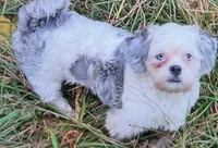Timothy , a male Shih Tzu and Poodle - Toy  for sale in Matthews, NC – 6 of 10