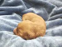 Lucy, a female Shihpoo and Poodle - Toy  for sale in Matthews, NC – 2 of 2