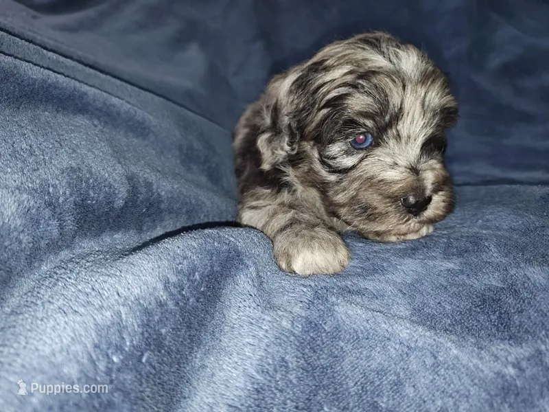 Timothy  – Poodle - Toy  puppy for sale in Matthews, NC