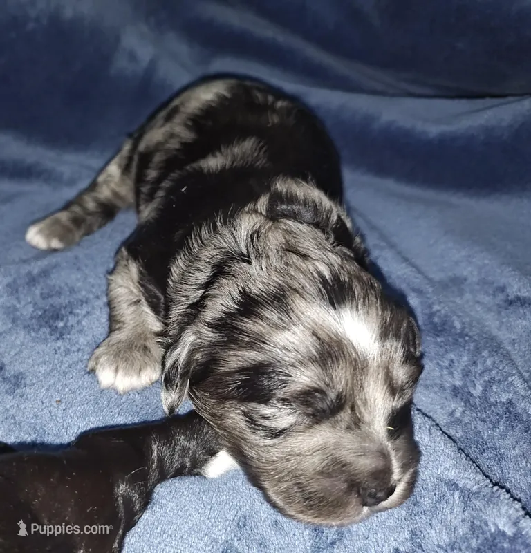 Timothy  – Poodle - Toy  puppy for sale in Matthews, NC