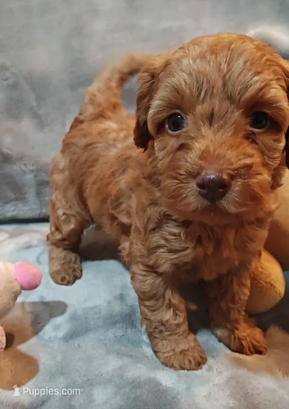 Sweet pea – Shihpoo, Poodle - Toy  puppy for sale in Matthews, NC