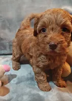 Sweet pea, a female Shihpoo and Poodle - Toy  for sale in Matthews, NC – 1 of 1