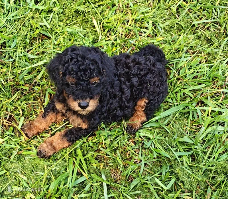 Teddy bear 🧸 – Poodle - Toy  puppy for sale in Matthews, NC