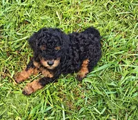 Teddy bear 🧸, a male Poodle - Toy  and Miniature Goldendoodle for sale in Matthews, NC – 1 of 1