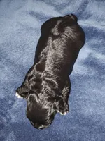 Tula, a female Poodle - Toy  for sale in Matthews, NC – Photo 2 of 2