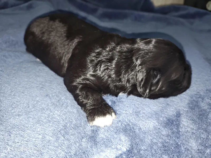 Tula – Poodle - Toy  puppy for sale in Matthews, NC