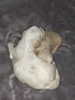 Jesse , a female Shih Tzu and Poodle - Toy  for sale in Matthews, NC – 2 of 9
