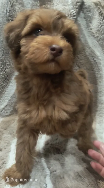 Rosie – Shihpoo, Poodle - Toy  puppy for sale in Matthews, NC