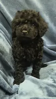 Bella, a female Poodle - Toy  and Miniature Goldendoodle for sale in Matthews, NC – 2 of 2