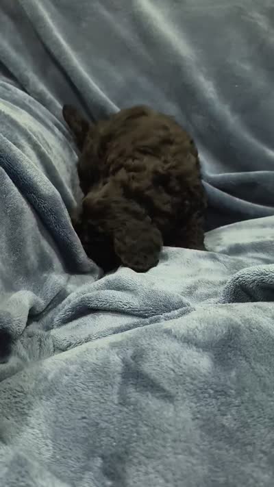 Bella, a female Poodle - Toy  for sale in Matthews, NC – 2 of 2