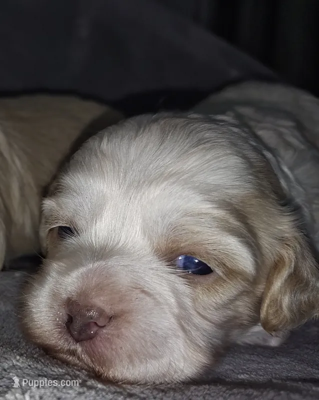Jesse  – Shih Tzu, Poodle - Toy  puppy for sale in Matthews, NC
