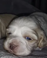 Jesse , a female Shih Tzu and Poodle - Toy  for sale in Matthews, NC – 1 of 9