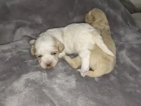 Jesse , a female Shih Tzu and Poodle - Toy  for sale in Matthews, NC – 3 of 9
