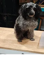 Timothy , a male Shih Tzu and Poodle - Toy  for sale in Matthews, NC – 9 of 10