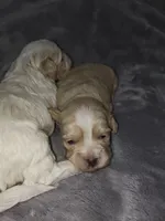 Timothy , a male Shih Tzu and Poodle - Toy  for sale in Matthews, NC – 2 of 10