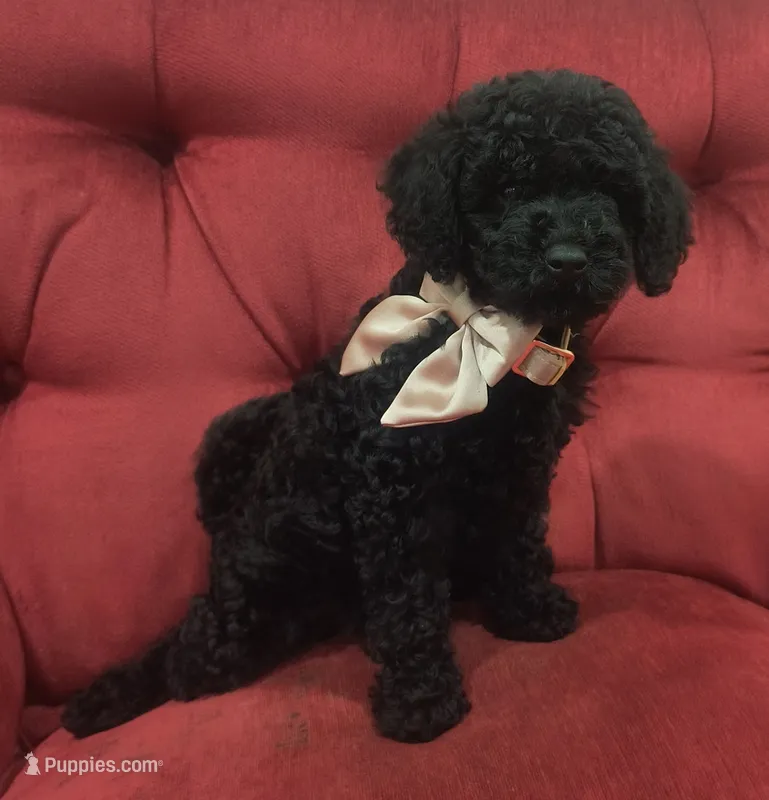 Bella – Poodle - Toy  puppy for sale in Matthews, NC