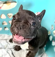 Greg , a male French Bulldog for sale in Lumberton, MS – 1 of 1