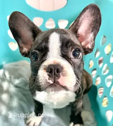 Bobby – French Bulldog puppy for sale in Lumberton, MS