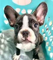 Bobby, a male French Bulldog for sale in Lumberton, MS – 1 of 1