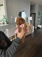 Sweat pea, a female Poodle - Toy  for sale in Dallas, TX – Photo 2 of 4