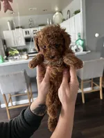 Sweat pea, a female Poodle - Toy  for sale in Dallas, TX – Photo 3 of 4